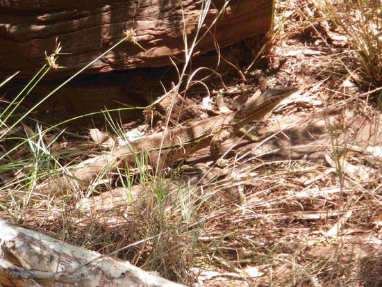 Ein kleiner Leguan hat auch unseren Weg gekreuzt