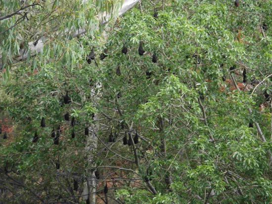 Die Fledermäuse hängen ein bisschen ab
