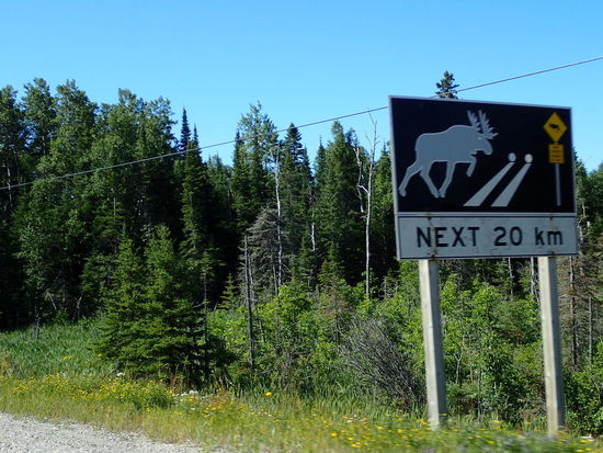 Immer schön auf die Elche aufpassen