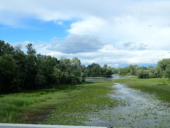 Hier blühen überall Seerosen