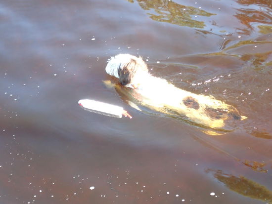 Auch der Hund hat Spaß im Wasser