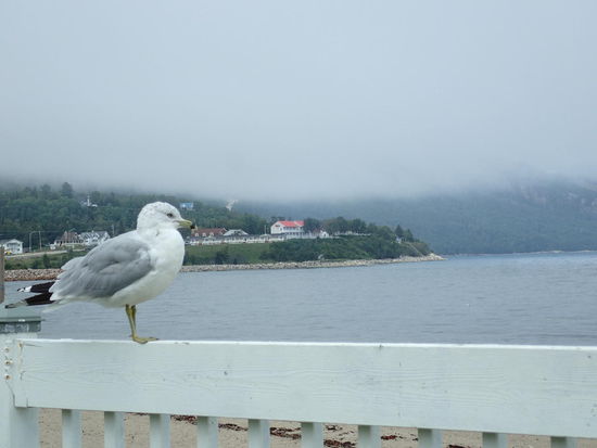 Dichter Nebel im Hafen von St. Simeon