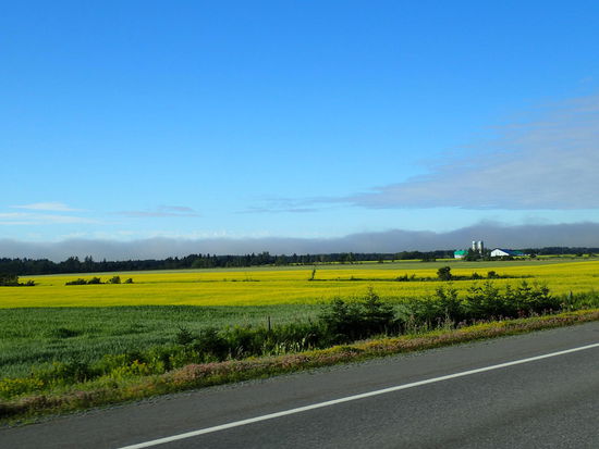 Hier blüht gerade der Raps, und das riecht so gut 