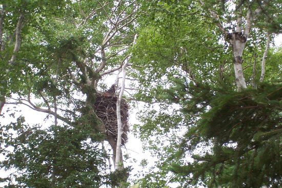 Beim Spazieren gehen sehen wir einen Adlerhorst mit einem Jungen im Nest