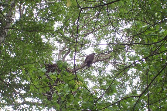 Dann kommt er heraus