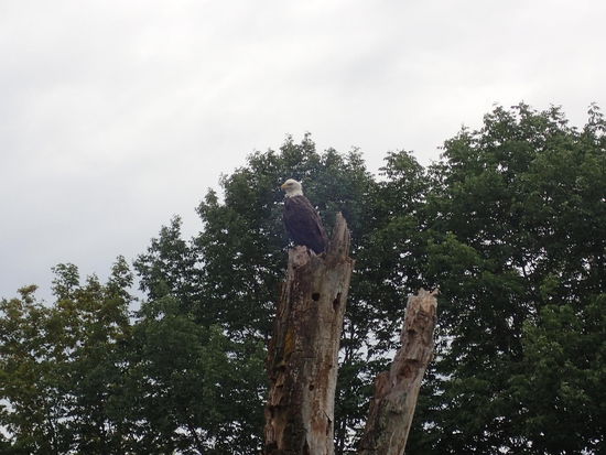 Er saß nur etwa 5m von uns entfernt