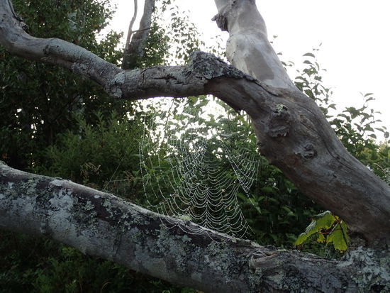 Der Altweibersommer hat begonnen