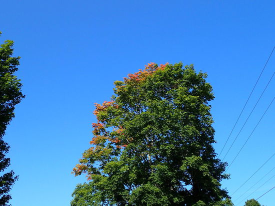 Die Blätter beginnen sich zu färben - der Herbst beginnt