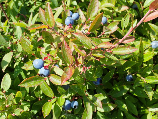 Mhhhhh die Heidelbeeren 