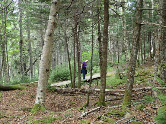 Spaziergang im Wald