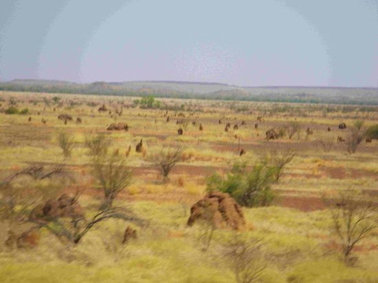 Unsere ständigen Begleiter - die Termitenhügel