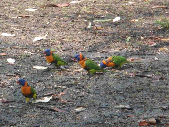 Für Walter - Regenbogenloris beim Baden im Rasenspränger