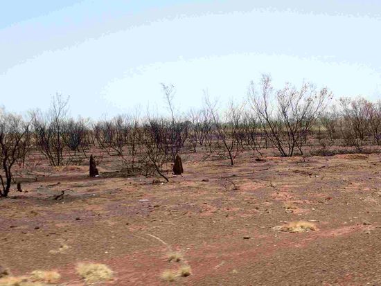 Verbrannte Sträucher