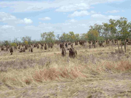 Die Termitenhügel begleiten uns noch immer
