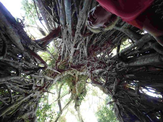 Der Blick in das Innere so eines Würgebaumes