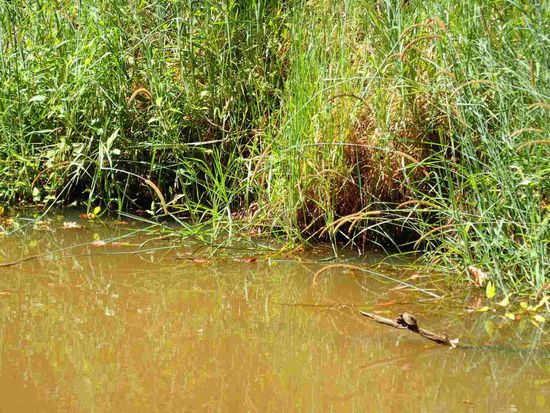 Eine Babyschildkröte