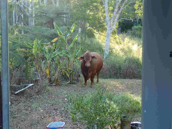 Der stand als wir zurück kamen in Alexandras Garten - sein Besitzer holte ihn ab und meinte "er hat genug von den Weibern"