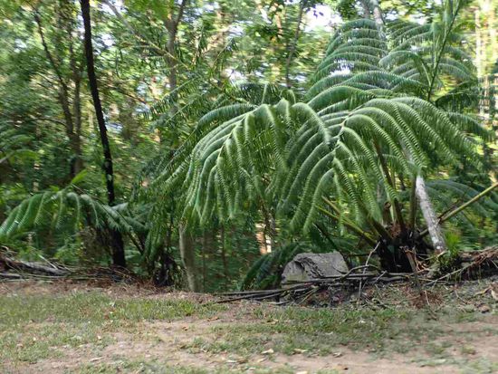Riesige Farne und Palmen säumen die Straße