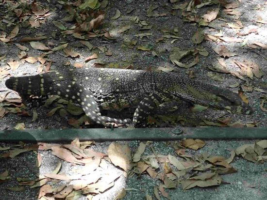 Unser kleiner Besucher