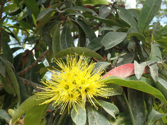 Keine Ahnung was es ist , aber wunderschön