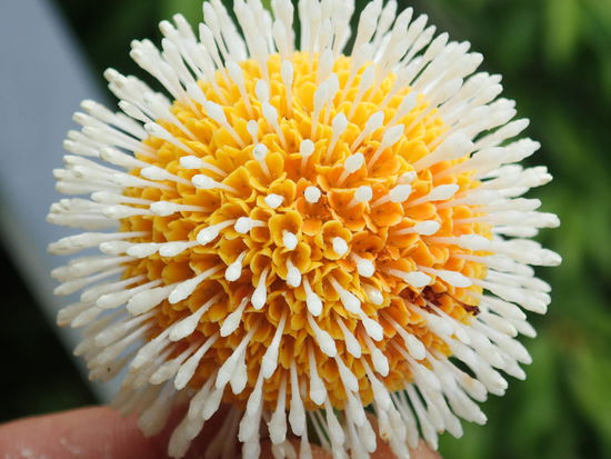 Noch so eine traumhafte Blüte