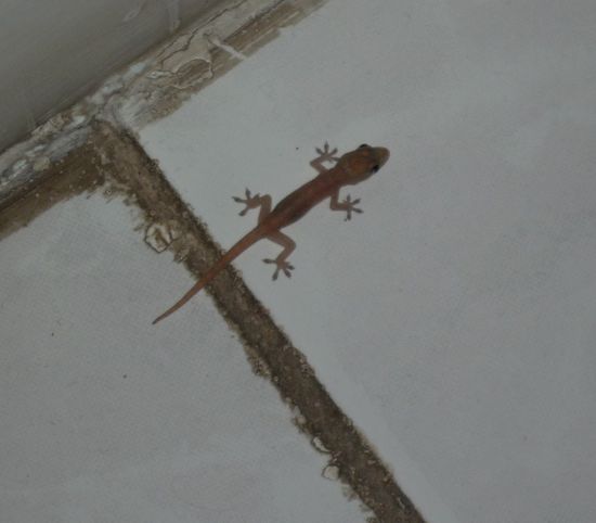 Dürfen wir vorstellen: Unser Mitbewohner Emanuel...