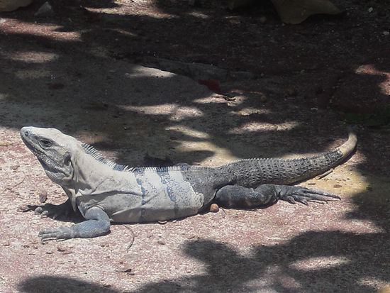 Gregor, der Papa von Emanuel. Geschätzte 50 cm lang.