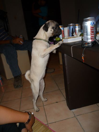 Camilla, der Hund von Berenice (muy loco...)