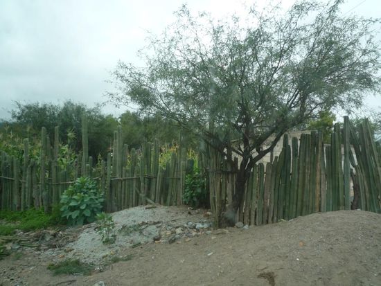 mexikanische Gartenzäune - Natur pur - das sind alles einzelne Kakteen