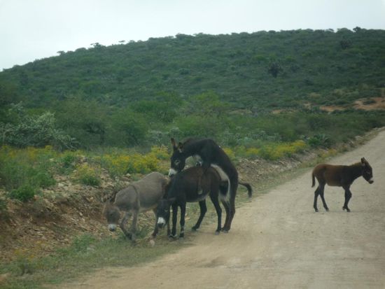 ohne Kommentar - man beachte jedoch das Gesicht des Weibchens 
