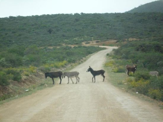 mexikanische Straßenkontrollen