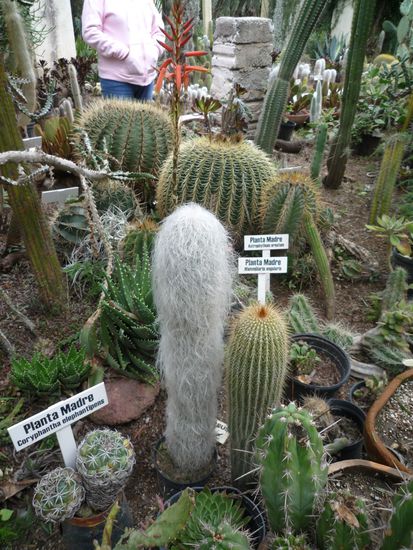 Kakteen in allen Varianten...