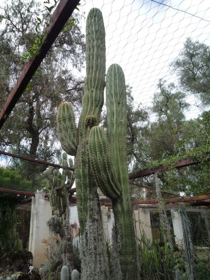 ... und Größen! Dieser hier ist mehr als 100 Jahre alt