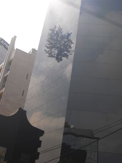  Lustiges und berühmtes Gebäude in MexicoCity. Das Bäumchen war mal eine ganz normale Zimmerpflanze. Als diese gewachsen ist und die Chefetage angekündigt hat das Pflänzchen rauszuschmeissen gab es intern einen Aufstand - und der Baum durfte bleiben. Sie haben kurzerhand ein Fenster entfernt und jetzt wächst er einfach nach draußen.