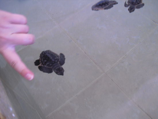 ... una tortuga pequena