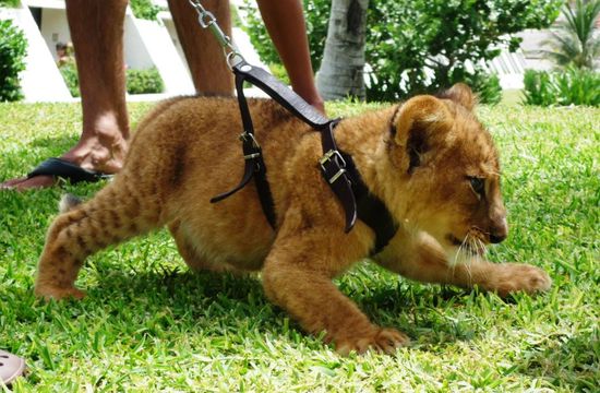 Ein kleiner Gast im Hotel...