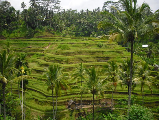 Die wunderschoenen Reisterrassen