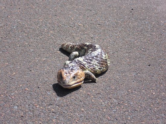 Unser kleiner Freund in Großformat (er fand es nicht so toll, dass wir ihn beim Sonnen gestört haben)