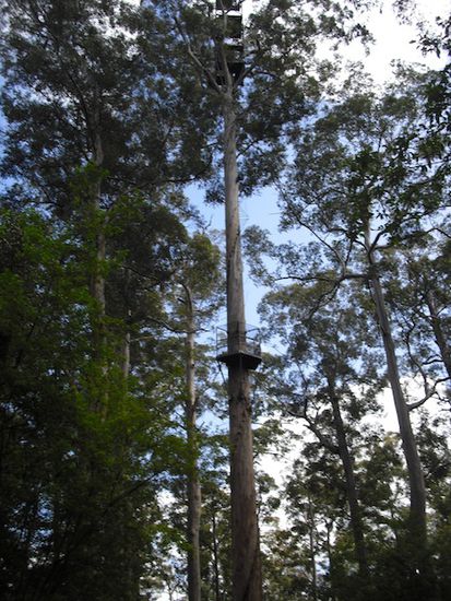 Das ist das Ungetüm an Baum- 75 Meter hoch! (Ihr könnt die 1. Plattform sehen, die wir erreicht haben)