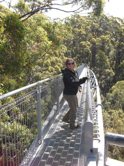 Der Tree Top Walk im Valley of Giants