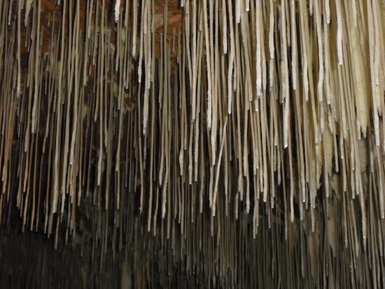 In der Höhle bei Margret River. Die Tropfsteine sind dünner als Strohhalme und innen hohl !