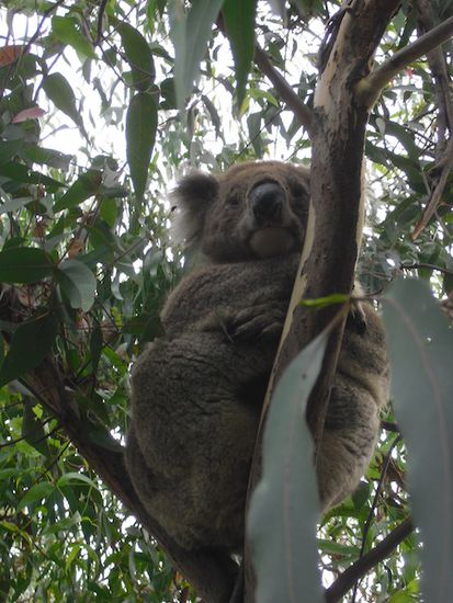 Unser erster Koala !!