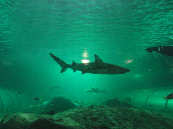 Hai im Aquarium