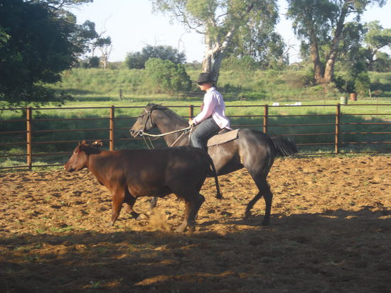 Mein Versuch beim Camp drafting