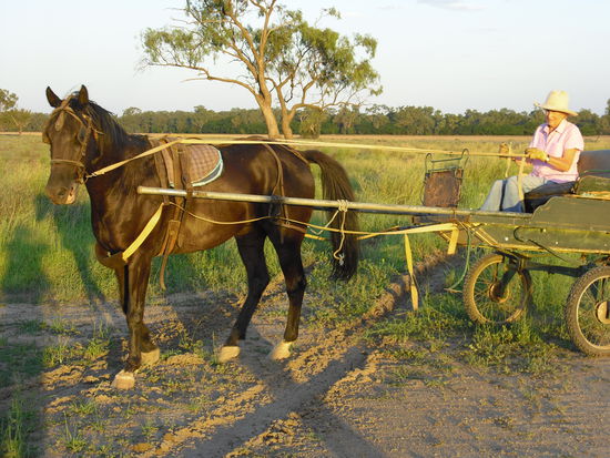 Wendemanover beim Sulki fahren