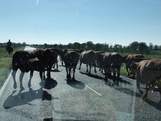Auf dem Weg durchs Inland wurden wir von ein paar "Cowboys" aufgehalten (mustering)