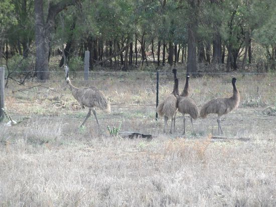 Eine der vielen Emugruppen