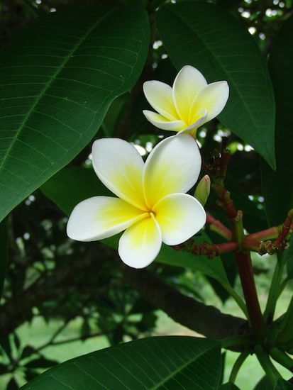 Diese wunderschoenen Blumen wachsen um Cairns herum