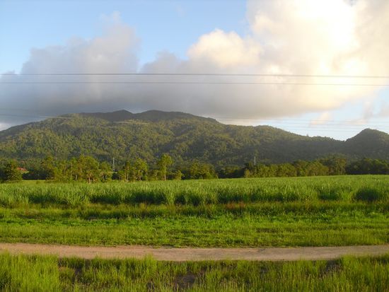 So sieht die Landschaft im Nordosten von Australien aus, mit Zuckerrohrfeldern und Regenwald