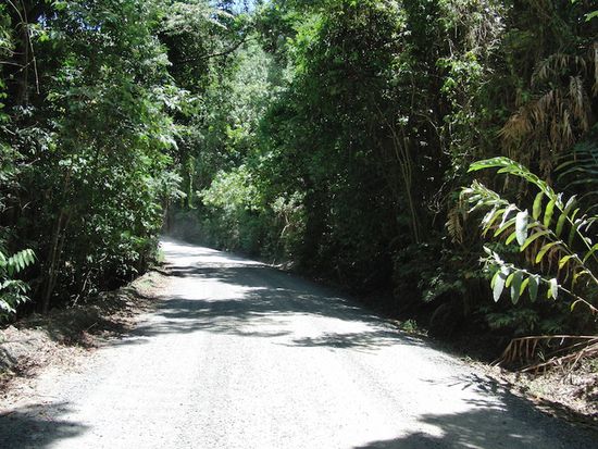 Strasse durch den Regenwald